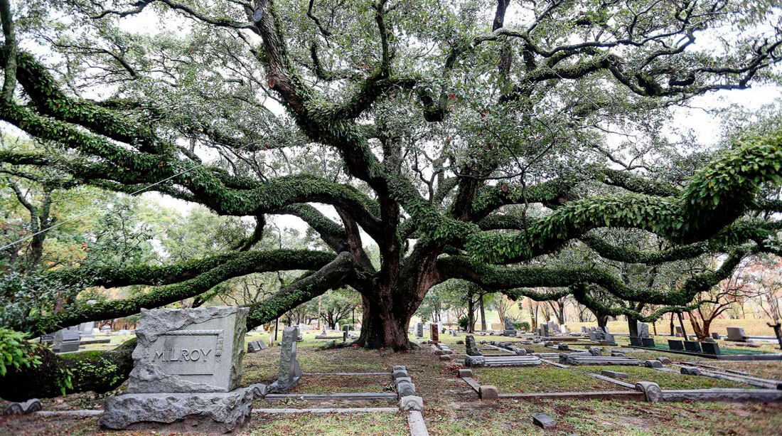 Glenwood Cemetery Oak